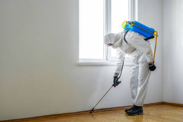 Best Flea Control Services  in Rock Springs, NM