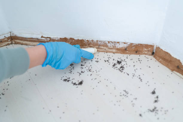 Best Local Pest Control Services  in Rock Springs, NM